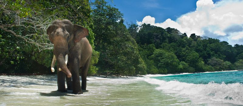 Adventurous Andaman Tour Package