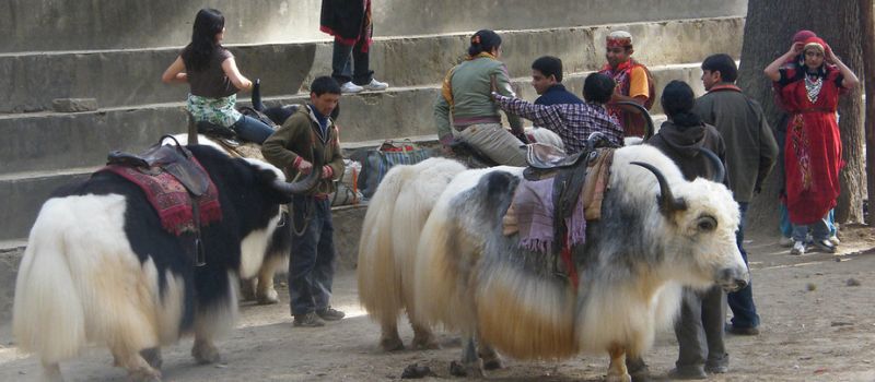 Manali Volvo Tour package 