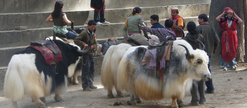 Grand Himachal Tour Package 