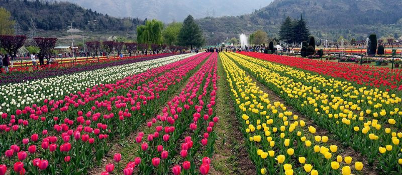 Kashmir Holiday Tour