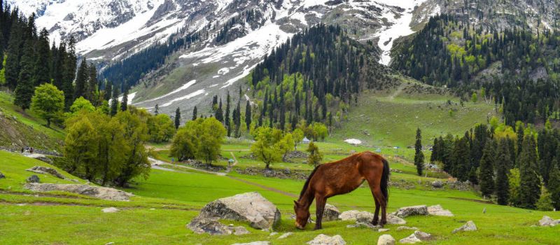 Kashmir Holiday Tour