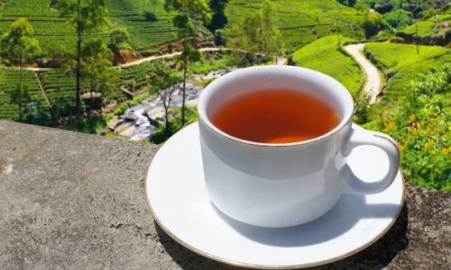 Fresh tea from Munnar plantations