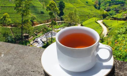 Fresh tea from Munnar plantations