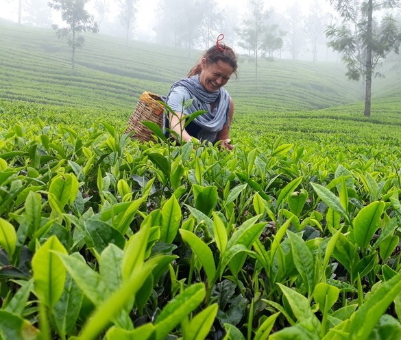 Tea Plantation Walk in Munnar