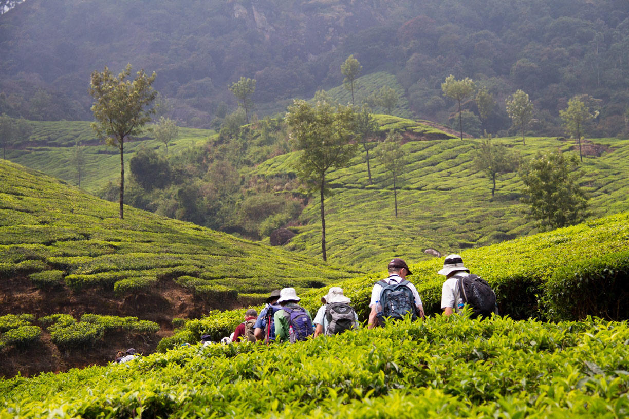 Trekking in Munnar Hills