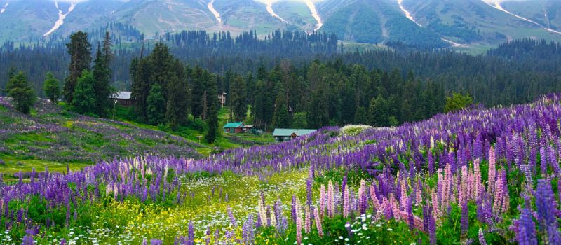 Kashmir Holiday Tour