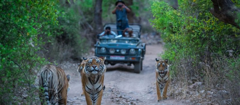  Royal Rajasthan Tour package 